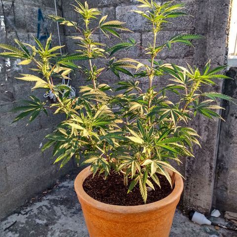 MK 1 growlog timeline photo