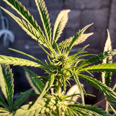 MK 1 growlog timeline photo