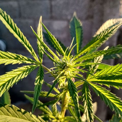 MK 1 growlog timeline photo