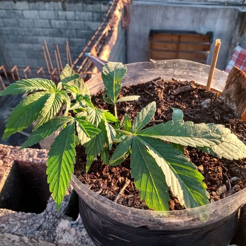 PYK  growlog timeline photo