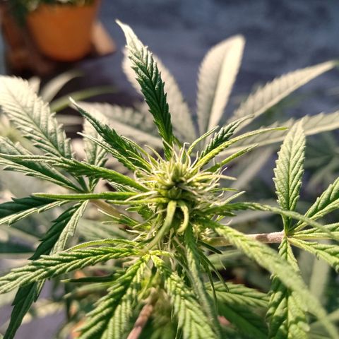 MK 1 growlog timeline photo