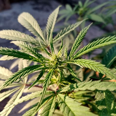 MK 1 growlog timeline photo