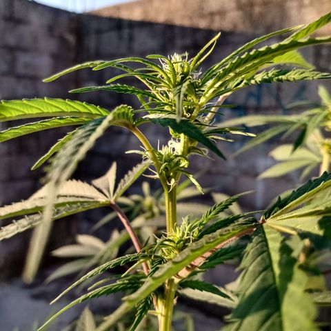 MK 1 growlog timeline photo