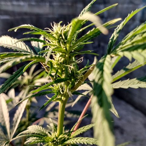 MK 1 growlog timeline photo