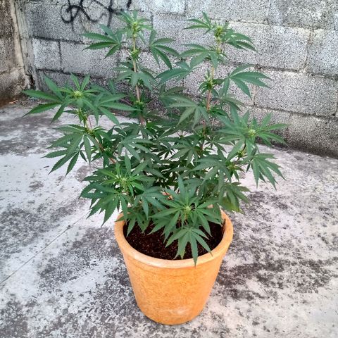 MK 1 growlog timeline photo