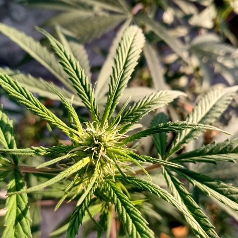 MK 1 growlog timeline photo