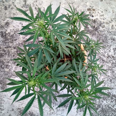 MK 1 growlog timeline photo