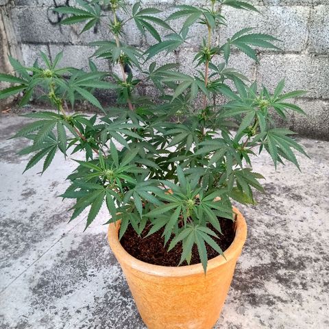 MK 1 growlog timeline photo