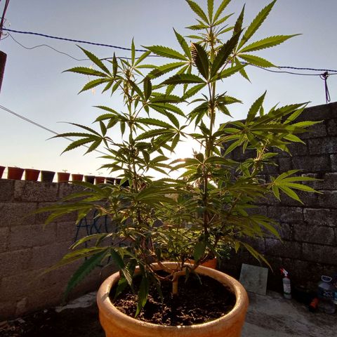 MK 1 growlog timeline photo