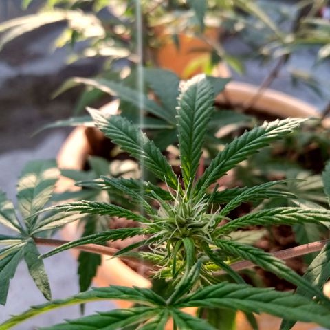 MK 1 growlog timeline photo