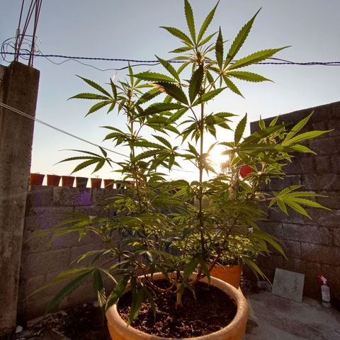 MK 1 growlog timeline photo