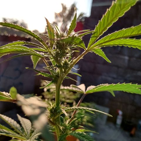 MK 1 growlog timeline photo