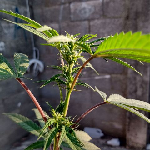 MK 1 growlog timeline photo
