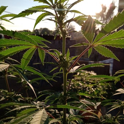 MK 1 growlog timeline photo