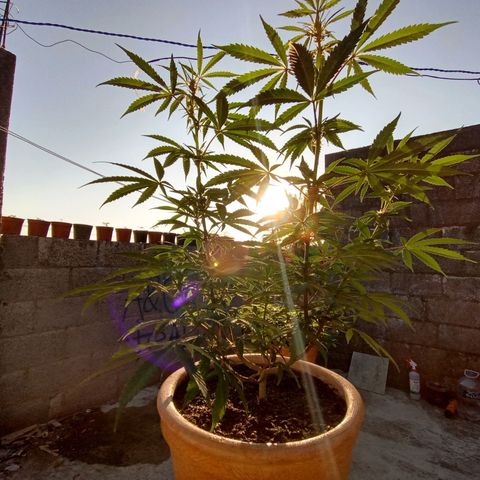 MK 1 growlog timeline photo