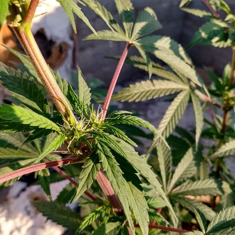 MK 1 growlog timeline photo