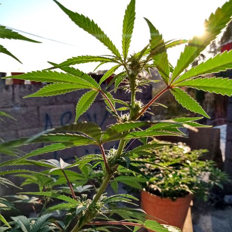 MK 1 growlog timeline photo