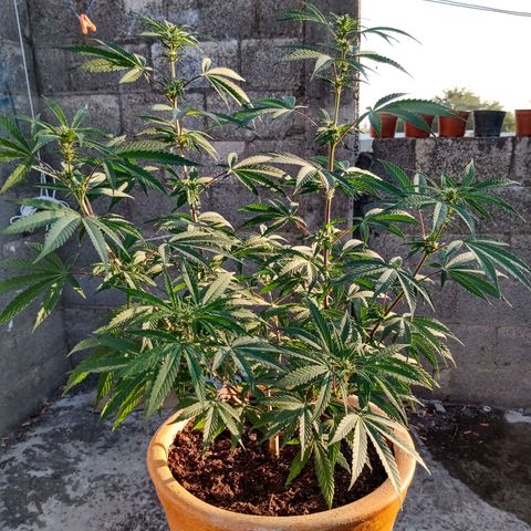 MK 1 growlog timeline photo
