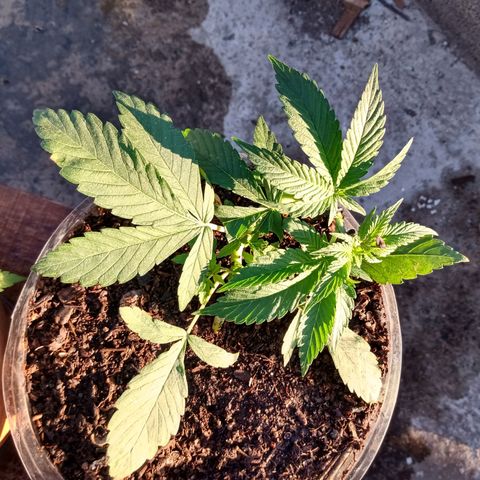 PYK  growlog timeline photo