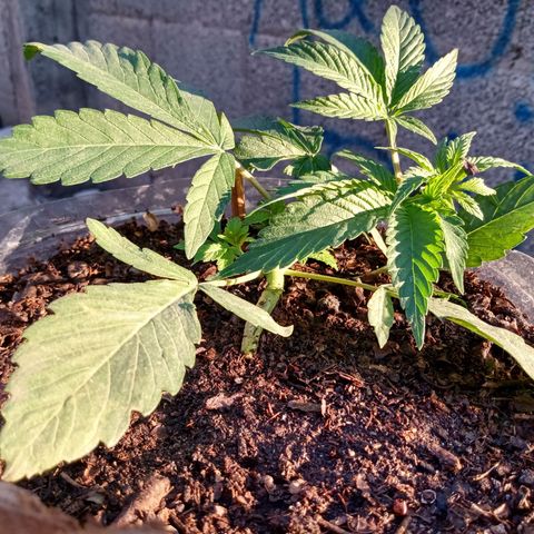 PYK  growlog timeline photo