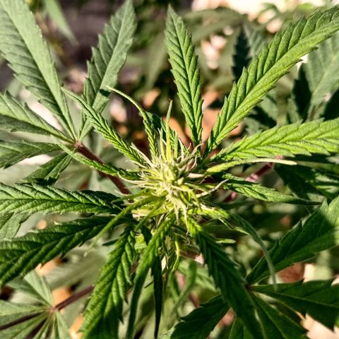 MK 1 growlog timeline photo