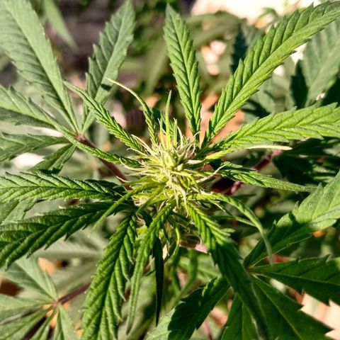MK 1 growlog timeline photo
