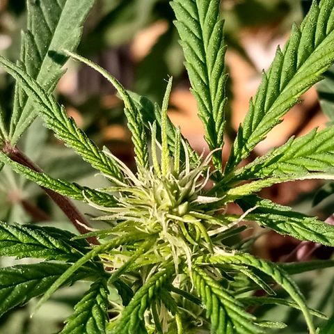 MK 1 growlog timeline photo
