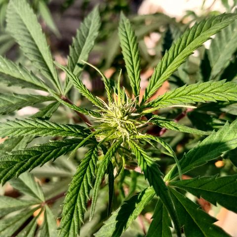 MK 1 growlog timeline photo