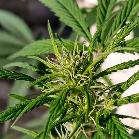 MK 1 growlog timeline photo