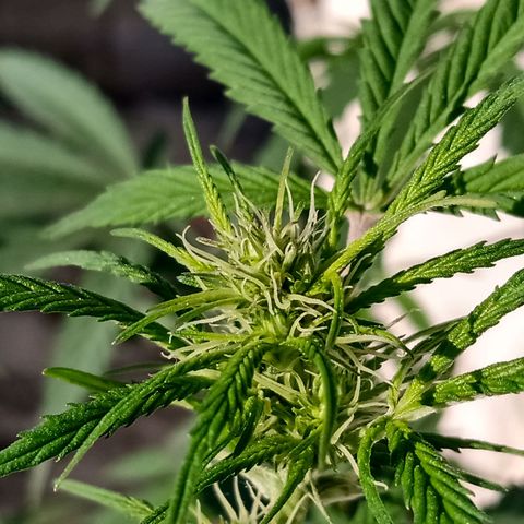 MK 1 growlog timeline photo