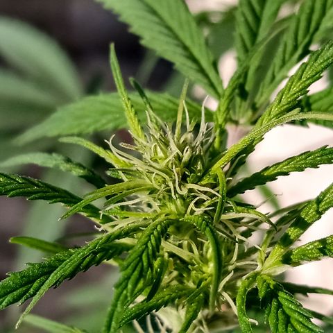 MK 1 growlog timeline photo