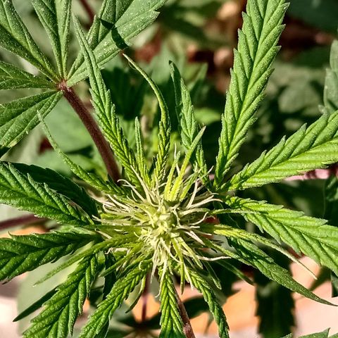 MK 1 growlog timeline photo