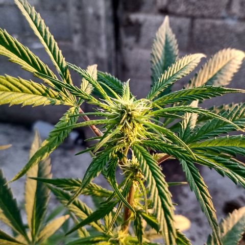 MK 1 growlog timeline photo