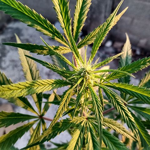MK 1 growlog timeline photo