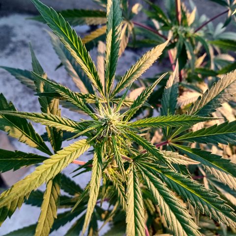 MK 1 growlog timeline photo