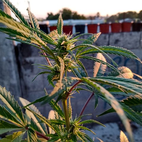 MK 1 growlog timeline photo
