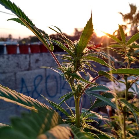 MK 1 growlog timeline photo