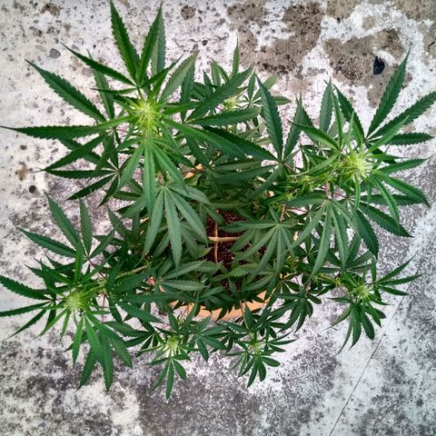 MK 1 growlog timeline photo