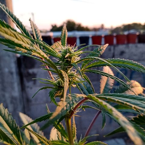 MK 1 growlog timeline photo