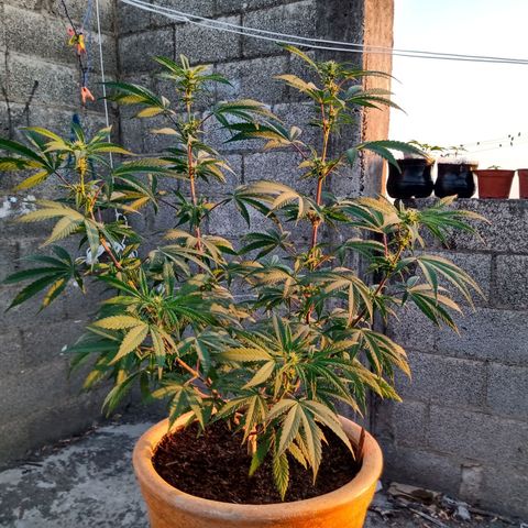 MK 1 growlog timeline photo