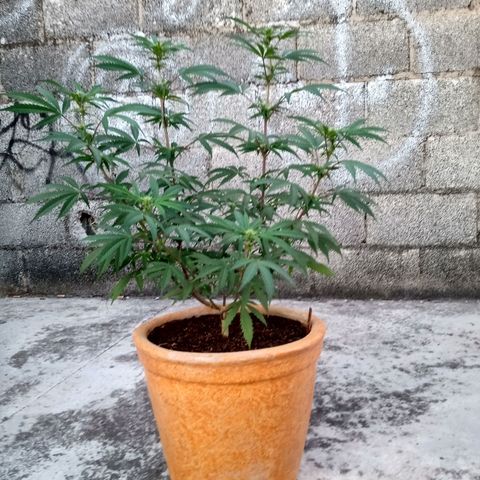 MK 1 growlog timeline photo