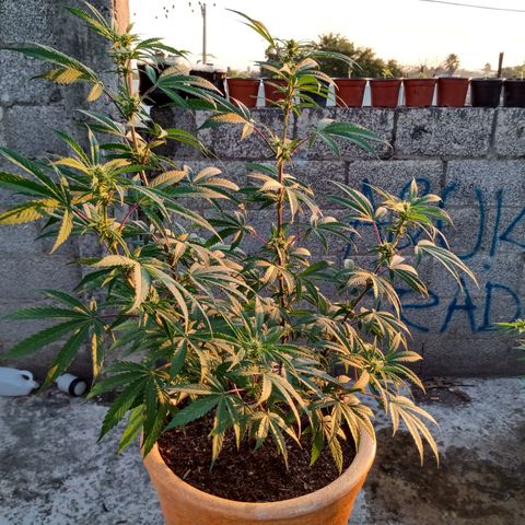 MK 1 growlog timeline photo