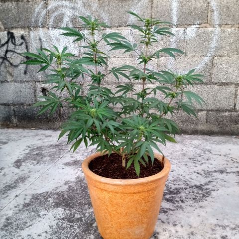MK 1 growlog timeline photo
