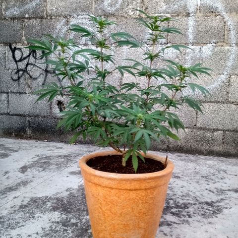 MK 1 growlog timeline photo