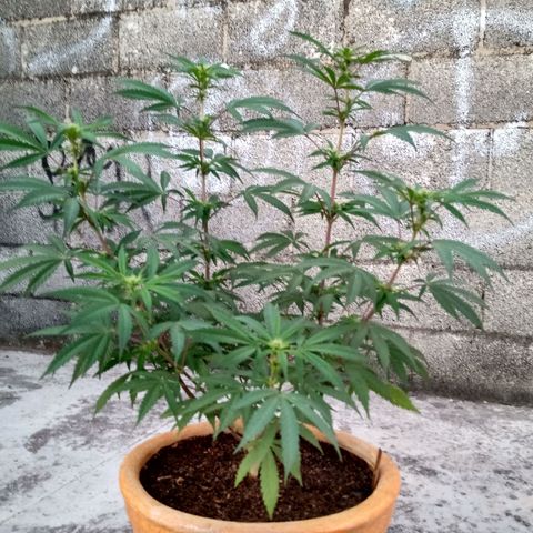 MK 1 growlog timeline photo