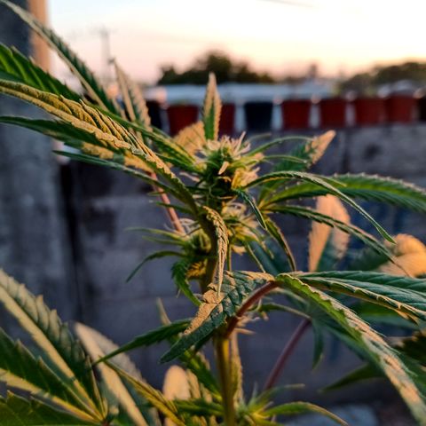 MK 1 growlog timeline photo