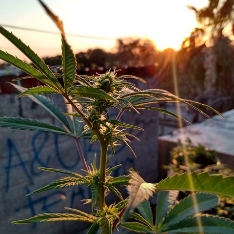 MK 1 growlog timeline photo