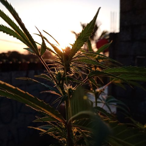 MK 1 growlog timeline photo