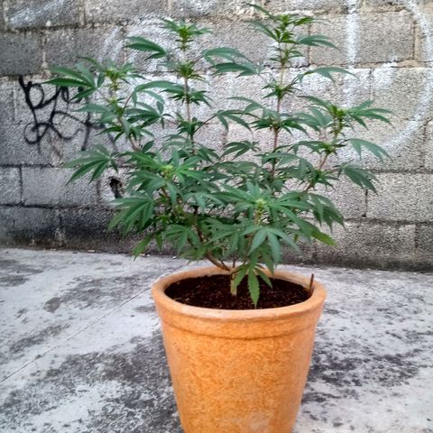 MK 1 growlog timeline photo