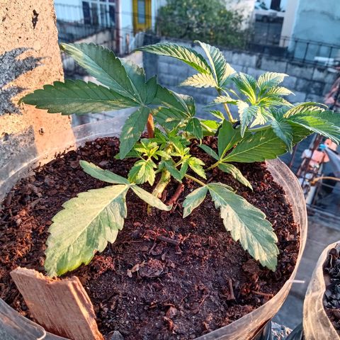 PYK  growlog timeline photo